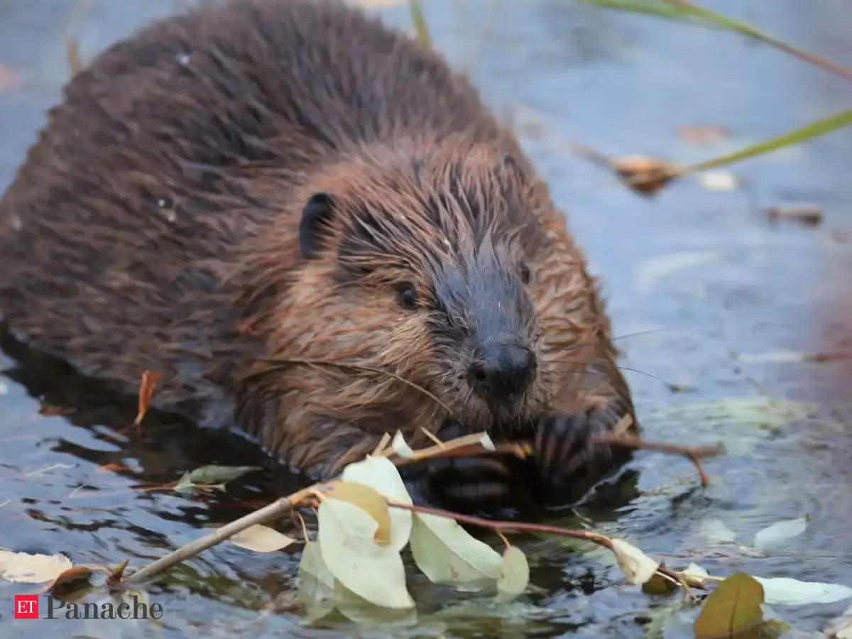 Beavers are building dams in human-altered streams in Switzerland. The animals are helping restore aquatic wildlife with their hard work - The Economic Times