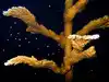 Florida scientists use &lsquo;coral IVF&rsquo; to save dying reefs as 1.5 million embryos offer new hope: How this process works