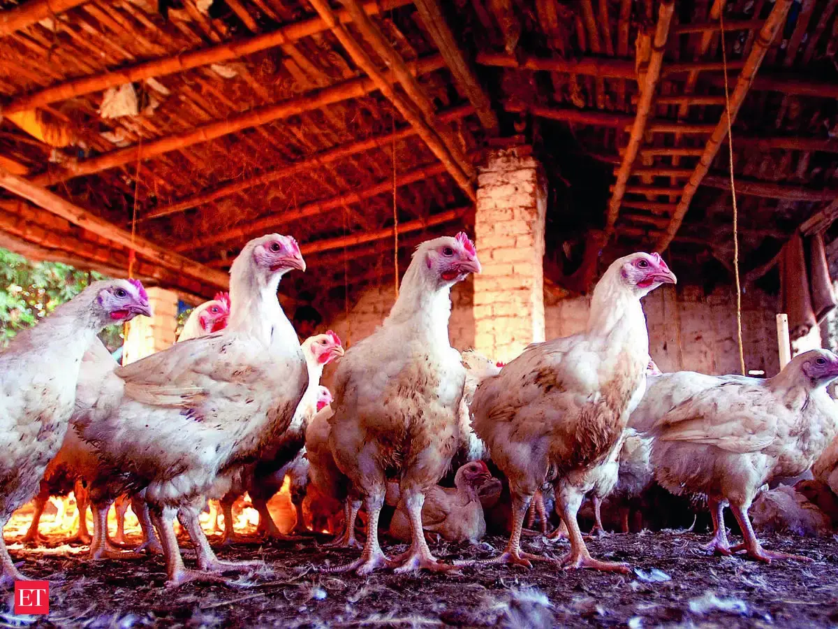 Farmers face 15% loss as poultry feed costs surge