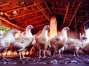 Chicken poultry.jpg
