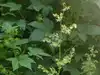sun loving plant name starts with g News and Updates from The Economic ...