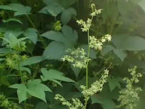 The Invasive Spread of Japanese Hops: From Ornamental to Menace