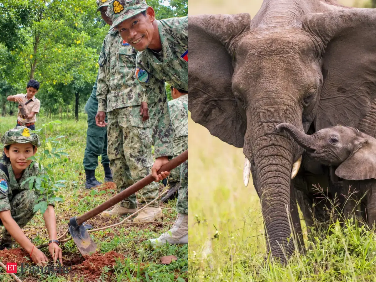 Angelina Jolie’s foundation spent 20 years protecting 150,720-acre Cambodian forests; rangers saved nearly 142 species from wire snares