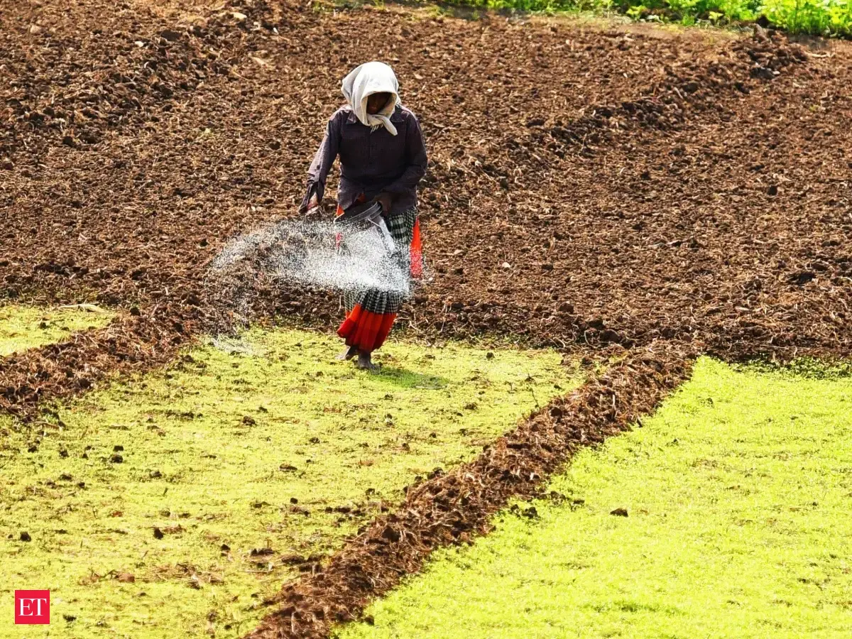 Uneven rains threaten spice supplies and could keep prices high
