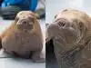 Baby walrus found between 2 dead adults in Alaska survives 3-day Arctic storm and polar bears; but his new life comes at a cost. He can never return home now