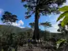 Ford Foundation donates $158.5 million to protect indigenous communities and ancestral forests across the world, which they call home