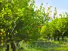oliver tree autopsy results: Latest News & Videos, Photos about oliver ...