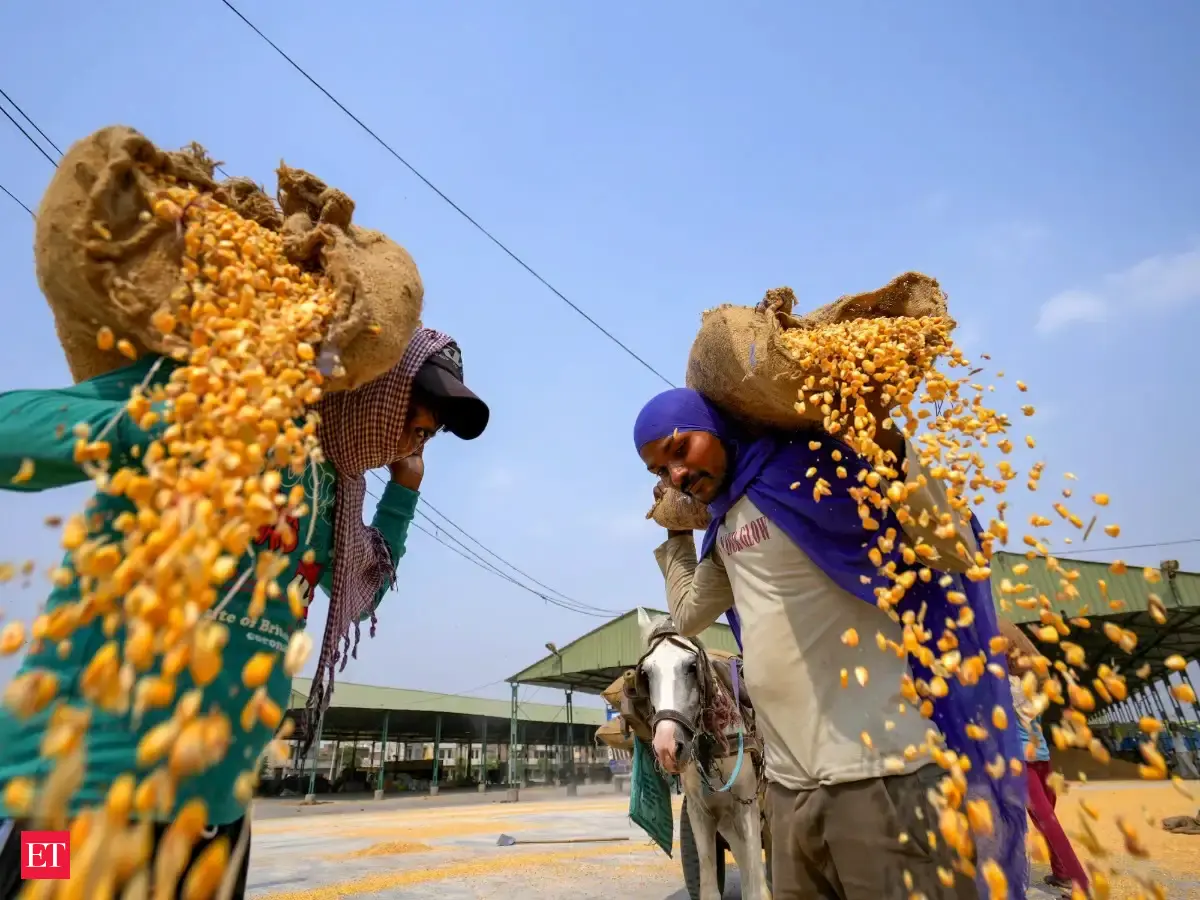 India’s drought-hit maize crunch pits poultry, ethanol makers in ‘me first’ fight