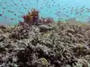 Almost all coral reef ecosystems face risk of collapse in 50 years, study warns
