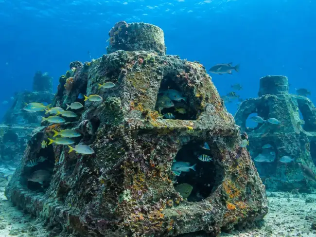 Texas Transforms Discarded Concrete Power Poles into Thriving Gulf Reef