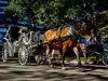 New York City ends 160-year tradition as council votes to ban horse-drawn carriages in Central Park after Indian tourist's death
