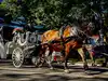 New York to end 150-year-old horse-carriage tradition by 2028 after Indian tourist’s death