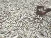 India eyes 30 million tonnes fish output in 5 years, seafood exports of Rs 1.25 lakh crore