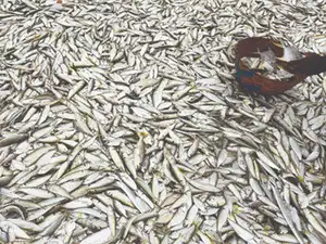 India plans to increase fish production in inland small-scale fisheres.