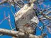 Beginning in 1974, North American conservationists released more than 6,000 captive-bred peregrine falcons; by the late 1990s, at least 1,650 breeding pairs had been restored