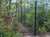 On New York's Fire Island, scientists fenced deer out of two sites; over 4 years, young lone star ticks were reduced by 48.4%, but adult ticks were not controlled