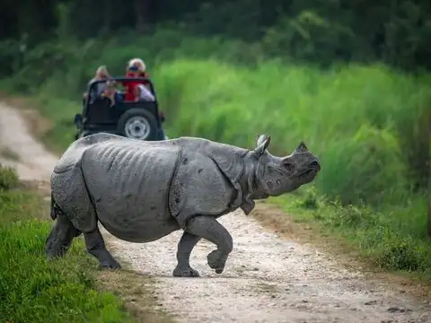 Where should you stay when visiting Kaziranga