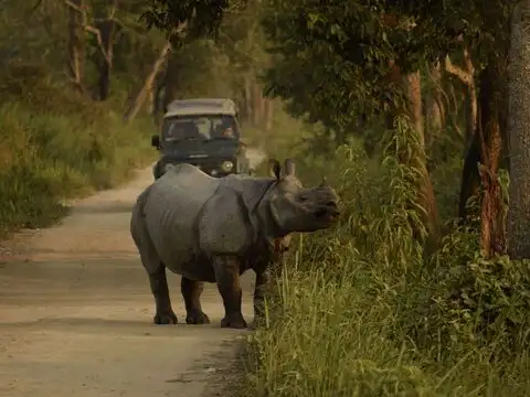 When can you go on a jeep safari at Kaziranga