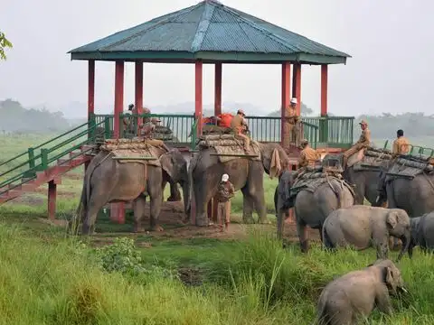 Elephant safaris to begin on November 1