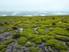 Researchers can now tell when Earth's last plant will die; reveal the planet's surprising green future