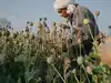 poppy farming licences: Latest News & Videos, Photos about poppy ...
