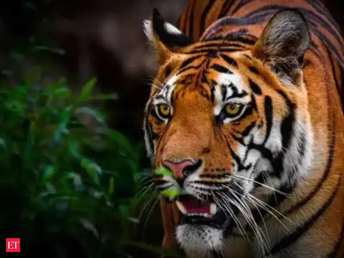 Teddy tigers and preserved embryos: Museum in Corbett tries to keep ...
