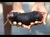 Inspired by sea cucumbers, Ontario researchers develop a gel that repairs injured tendons better than stitches, then melts away