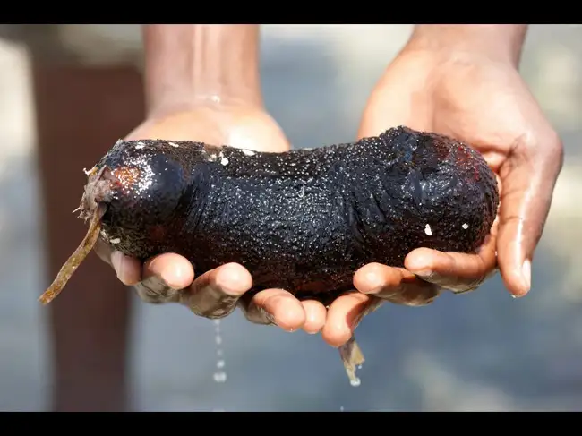 Ontario researchers made a sea cucumber-like gel to heal tendon injuries that could outperform stitches before melting away<br>