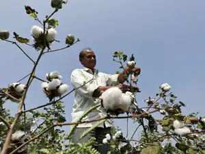 A farmer harvests cotton in his field in Rangpurda village, Gujarat state, India, October 20, 2015.