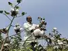 India expected to extend duty-free cotton imports through December, sources say