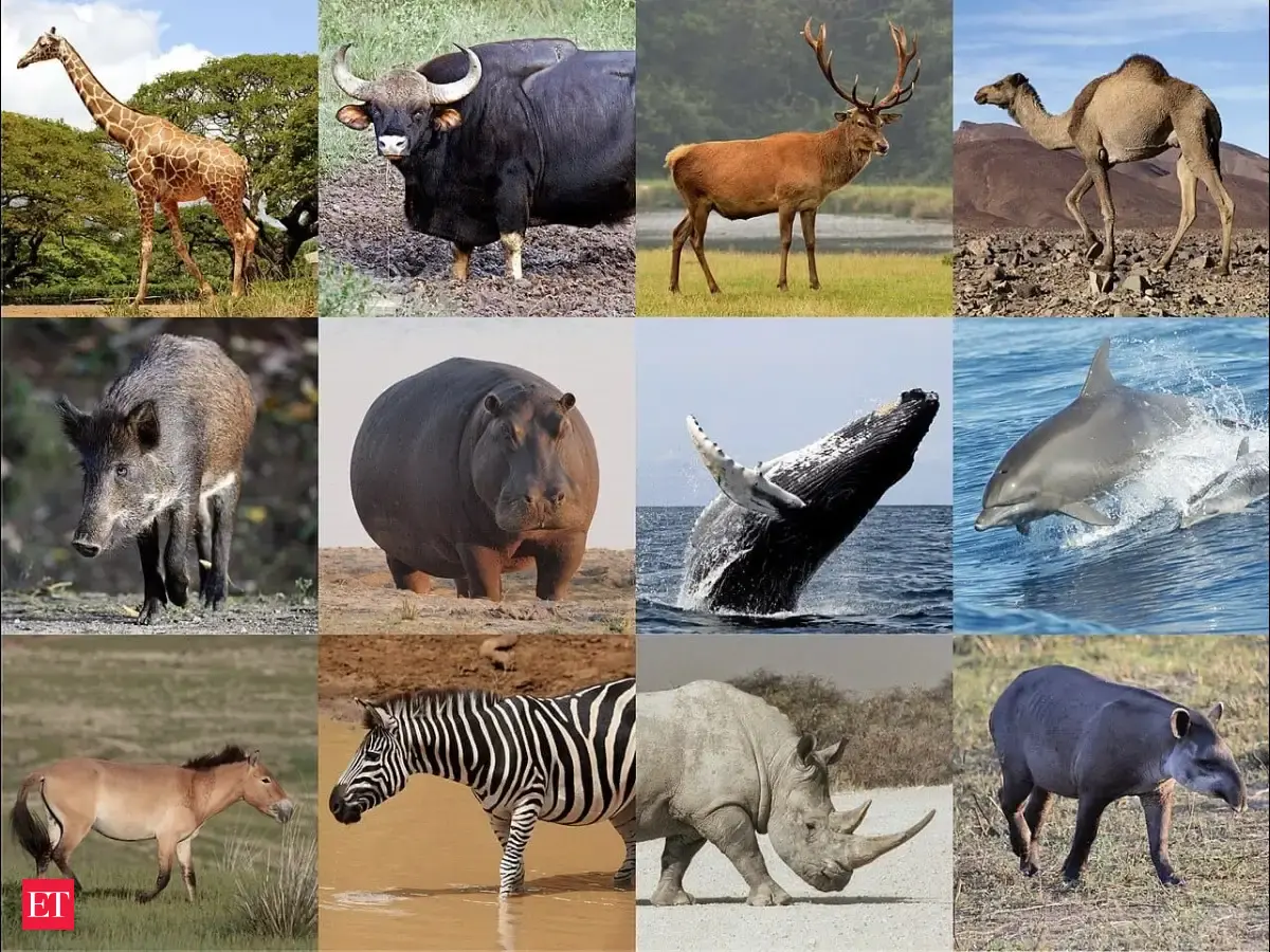 When US national parks closed in 2020, scientists tracked 229 mammals in 14 parks; animals near developed areas began using those spaces differently from before