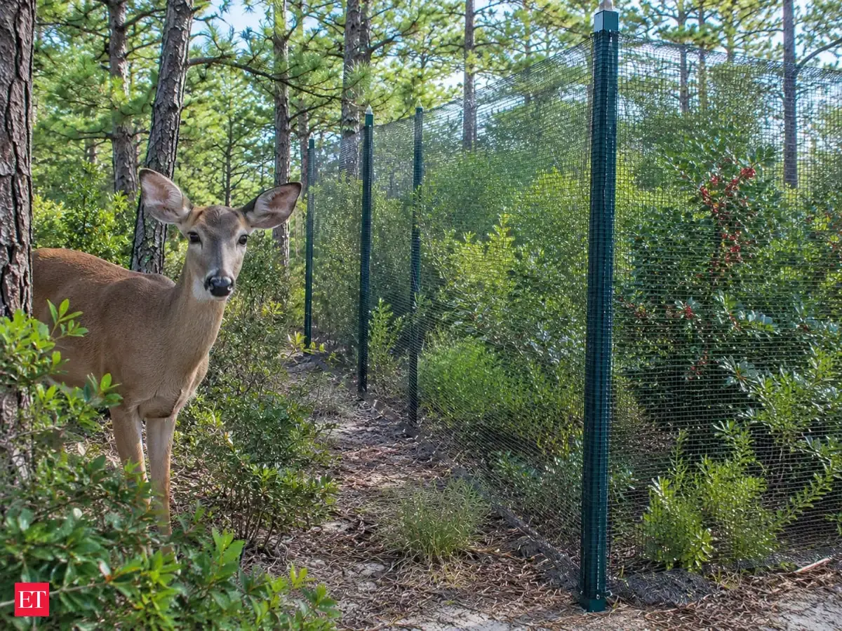 On New York's Fire Island, scientists fenced deer out of two sites; over 4 years, young lone star ticks were reduced by 48.4%, but adult ticks were not controlled