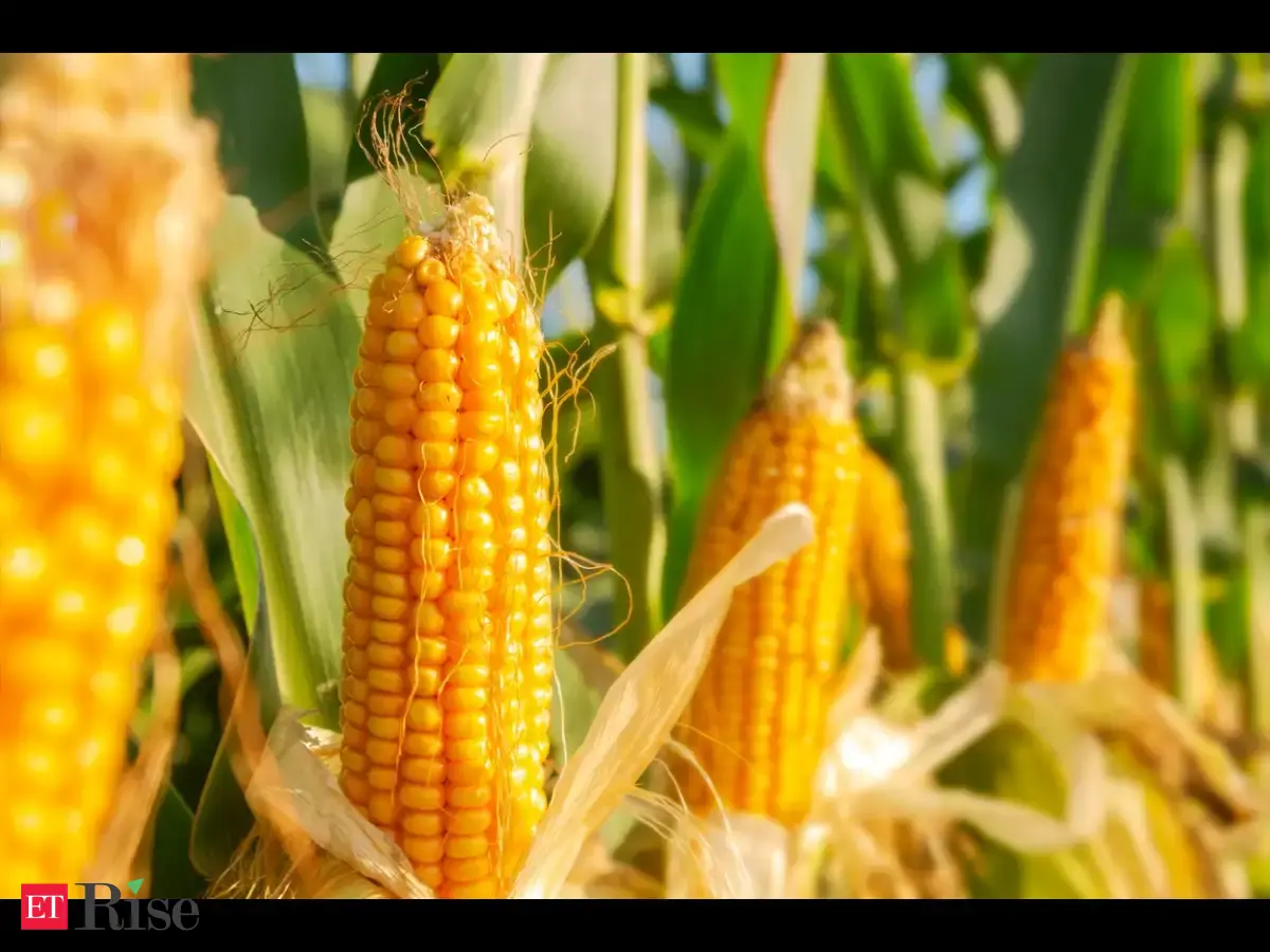 Govt should hike maize-based ethanol procurement rate by 9% to Rs 75 ...