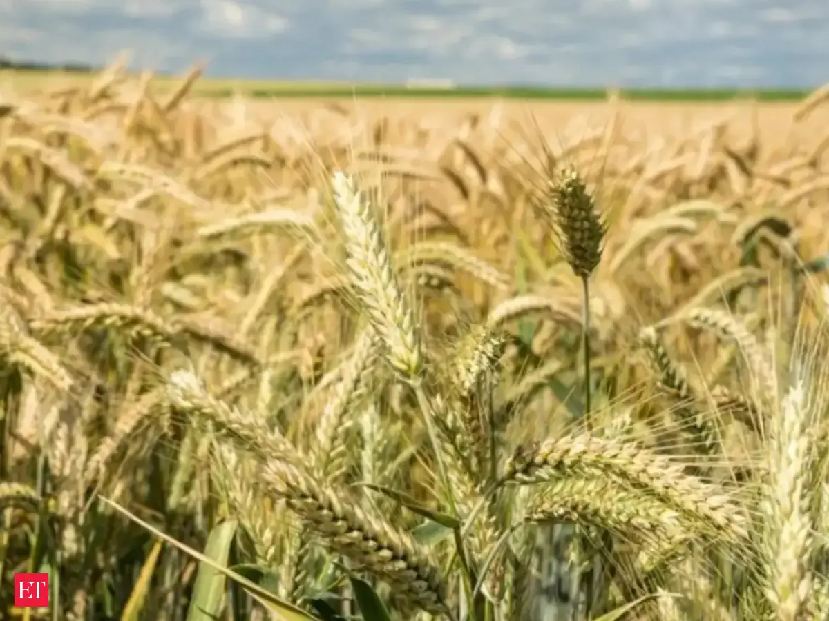 Wheat sowing lags at 11,000 hectare so far amid deficient monsoon; rabi acreage down