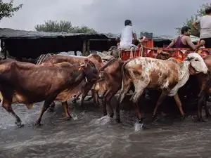 Uttar Pradesh turns to cattle to beef up rural incomes; ₹40,000 subsidy on offer per animal