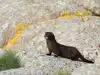 Utah mink farm bird flu outbreak raises fears of a pandemic deadlier than Covid as the virus killed 80% of a mink herd: Can it spread to humans?