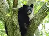In 1992, Louisiana had as few as 150 black bears left; 30 years later, habitat restoration and relocations helped rebuild the population to about 750 bears