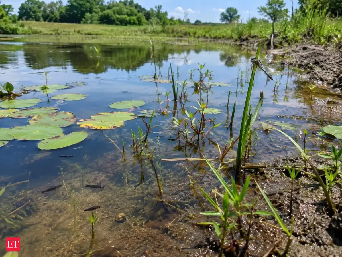 Scientists set up 45 artificial ponds near St. Louis and studied them for 7 years; even when ponds got the same species, the order they arrived changed the outcome
