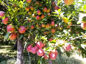 SKUAST VC proposes green cess for tourists and research cess for orchardists at Apple Conclave of CII in Kashmir