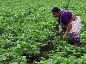 IIT Kharagpur and Absolute launch Smart Scout AI project for soybean farming