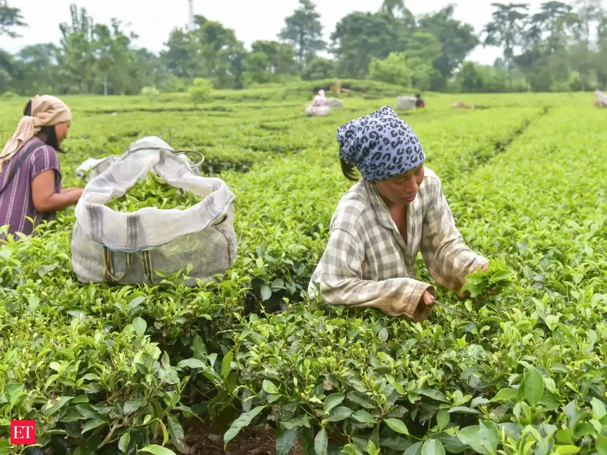 Tripura inaugurates first tea auction centre to cut costs, boost growers' earnings