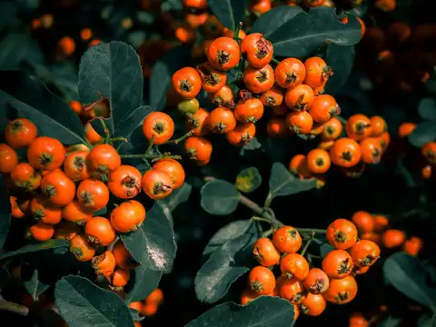 Piyush Goyal calls seabuckthorn a golden treasure of India