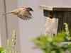 Sparrows disappearing from Assam