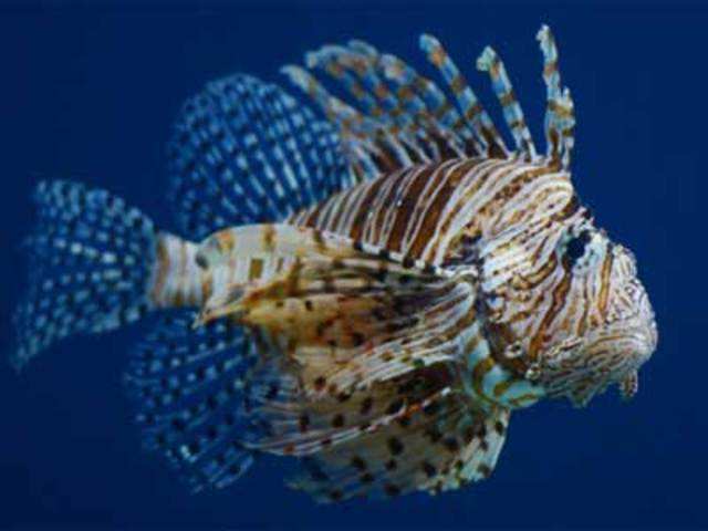 A winged lionfish at the Beijing Aquarium