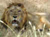 Lion dies of pneumonia in Gir forest