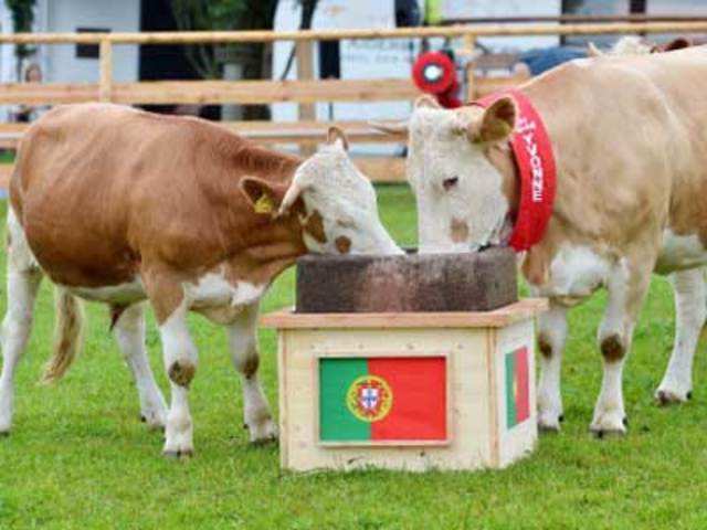 Cows predict result of football match