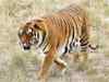 Stray tiger relocated into Dudhwa Tiger Reserve