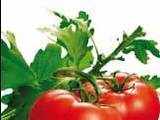 Pimpri-Chinchwad embrace organic food, but profit margin remains thin