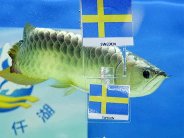 Big Huat, an arowana fish, selects Sweden as the winner of their Euro 2012 group match against England