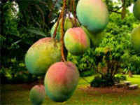 mango: A heat wave's lamented victim: The mango, India's king of fruits -  The Economic Times